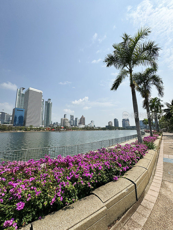 泰国曼谷Khlong Toei区Benjakitti公园湖滨步道上的摩天大楼天际线，热带粉红色的三角梅花苞片和郁郁葱葱的绿叶，多云晴朗的蓝天